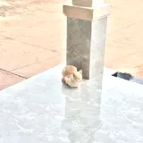 smart cat